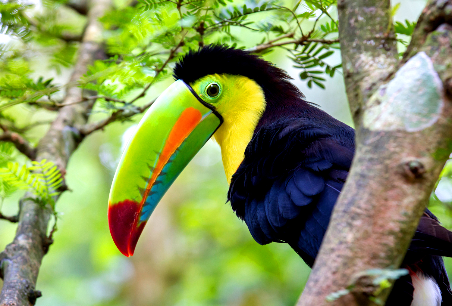 Wildlife Holidays