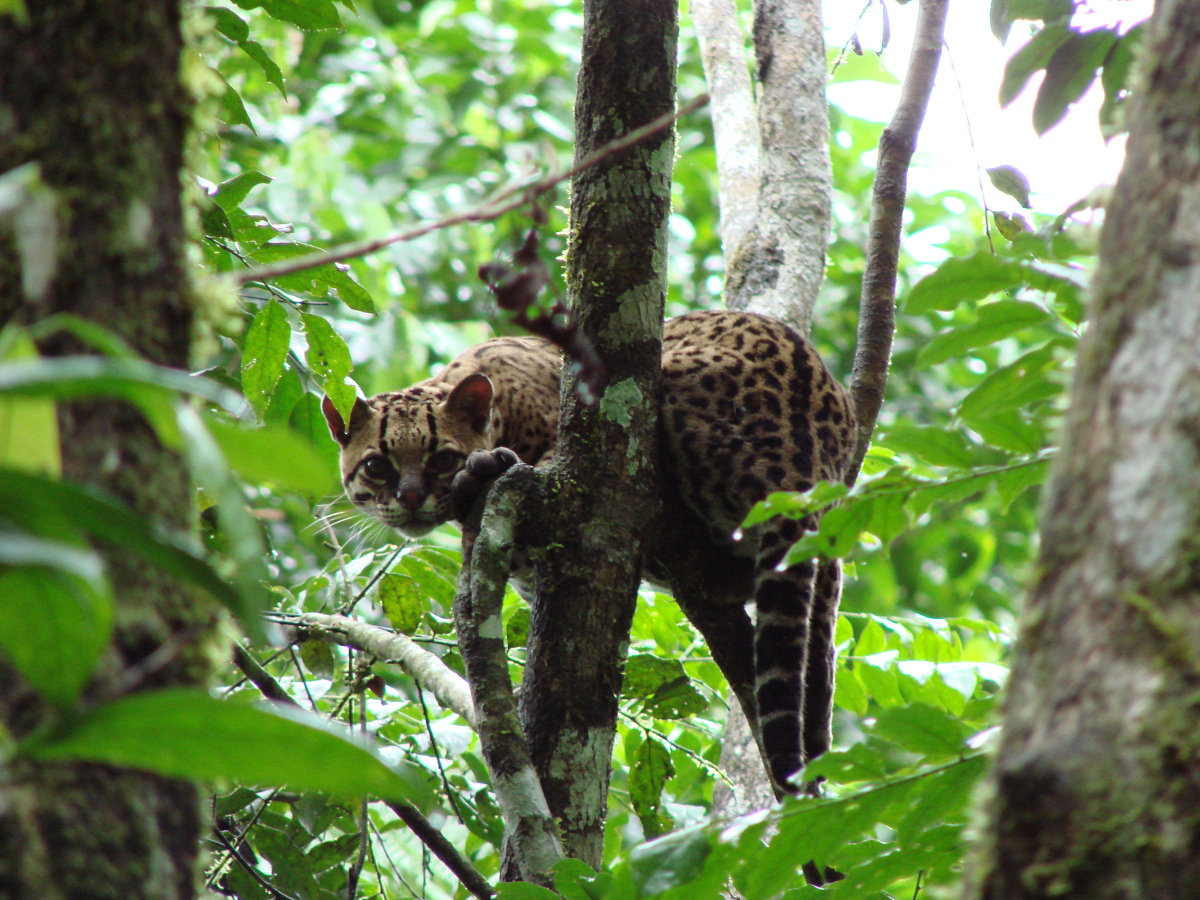 Amazon Adventure
