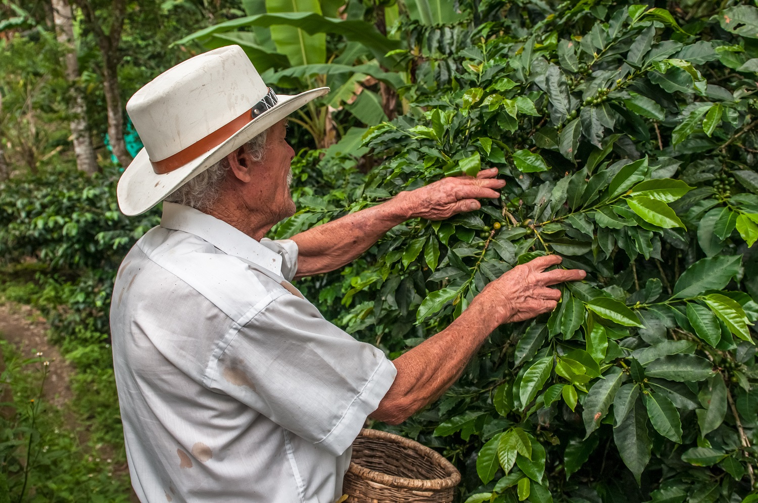 Local Sustainable Coffee
