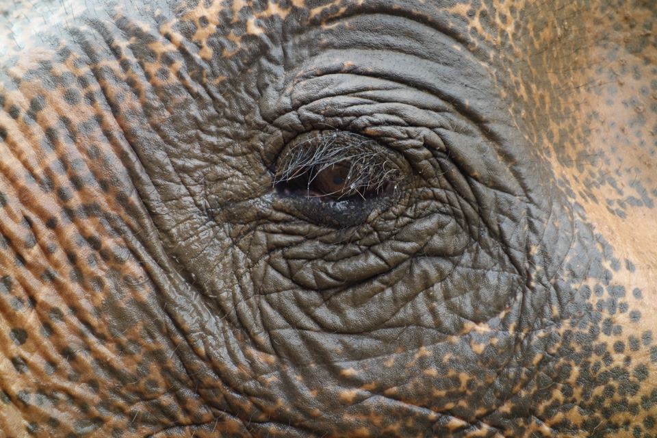 Hill Tribes and Elephants