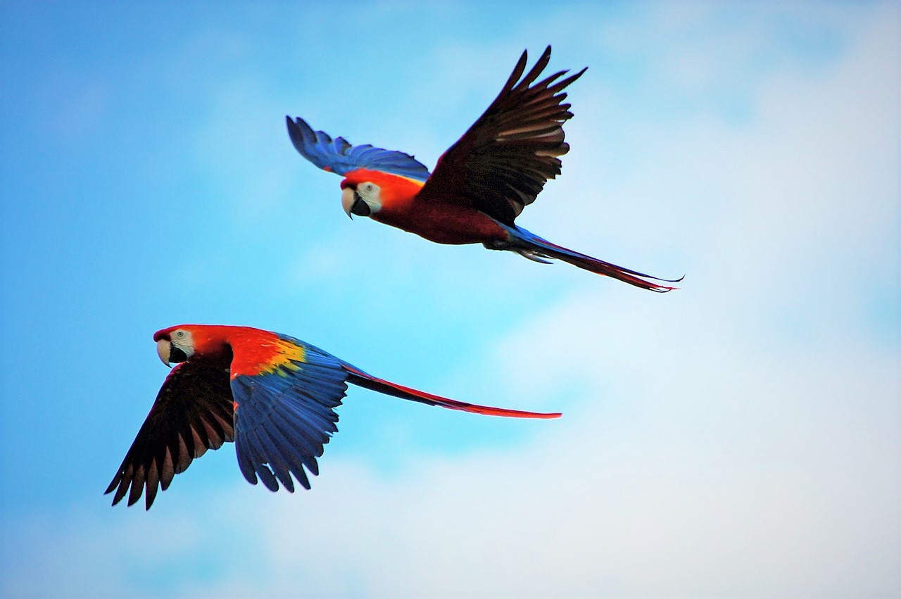 parrots-1612070_1280