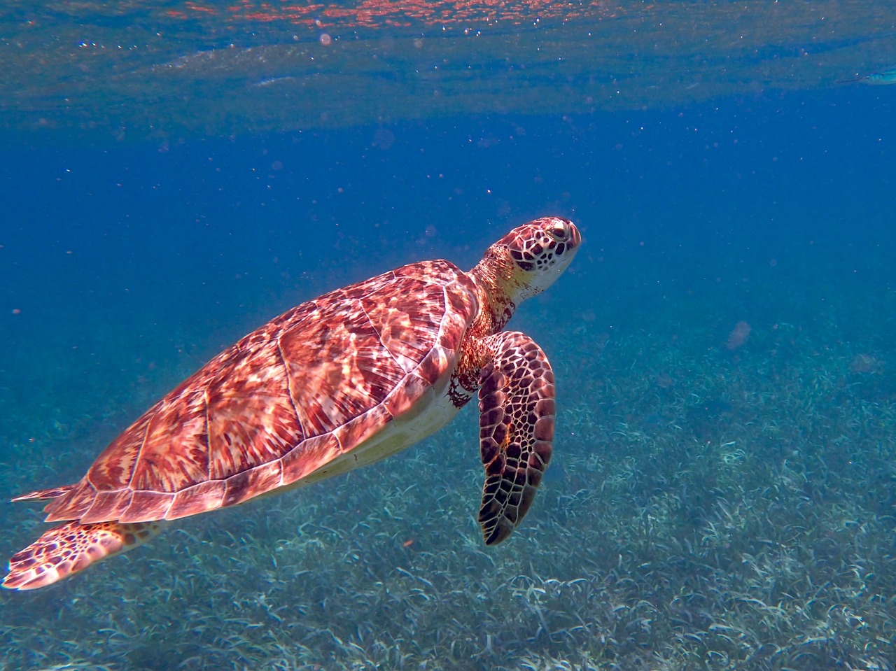 Snorkel the Barrier Reef