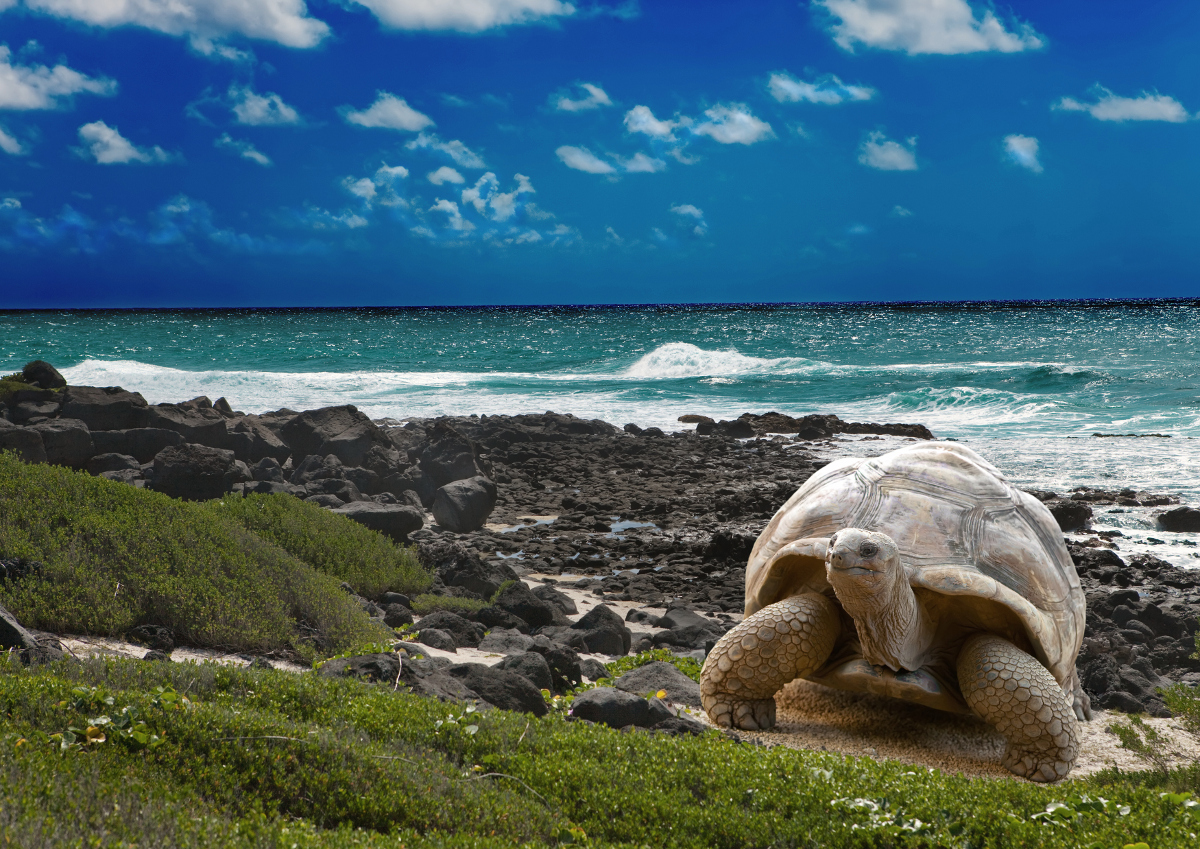 galapagos-small-2