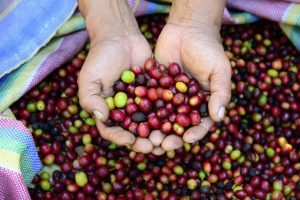 Coffee Route Image 2